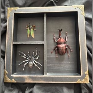 Insect Shadow Box